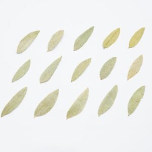 Senna Leaf — 番泻叶